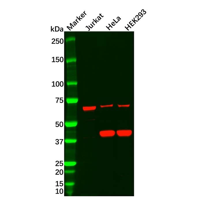 Recombinant Frizzled 8 Antibody