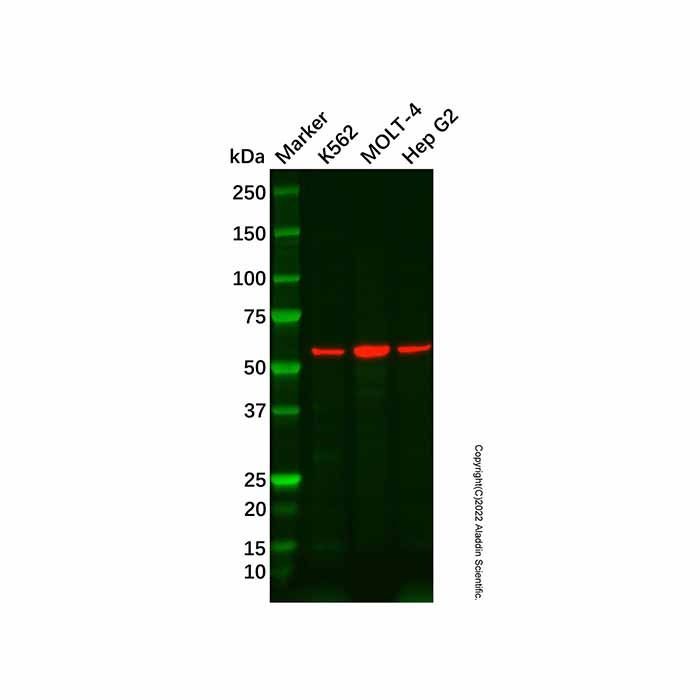 FRK Antibody