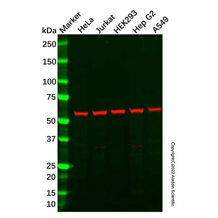 Recombinant FTO Antibody