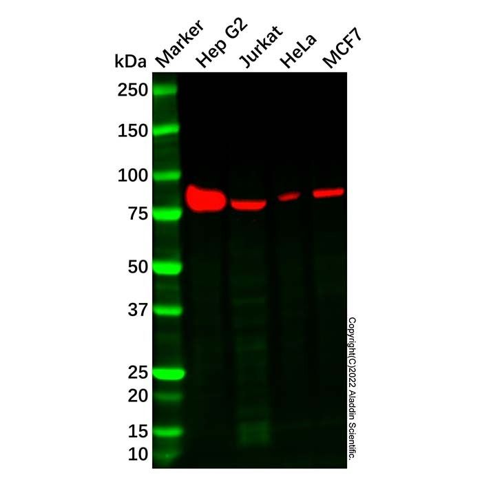 Recombinant Furin Antibody