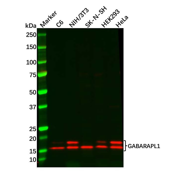 GABARAPL1 Antibody