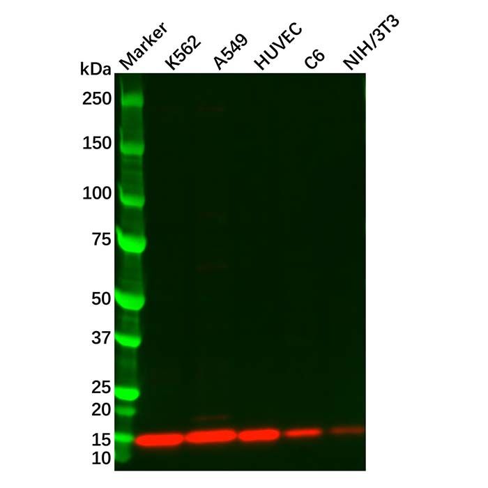 Galectin 1 Antibody