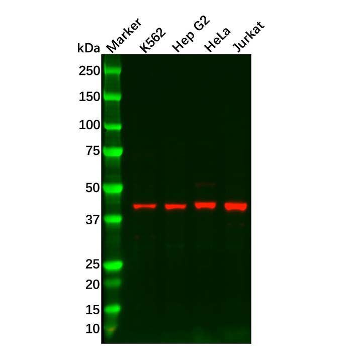 gamma Actin Antibody