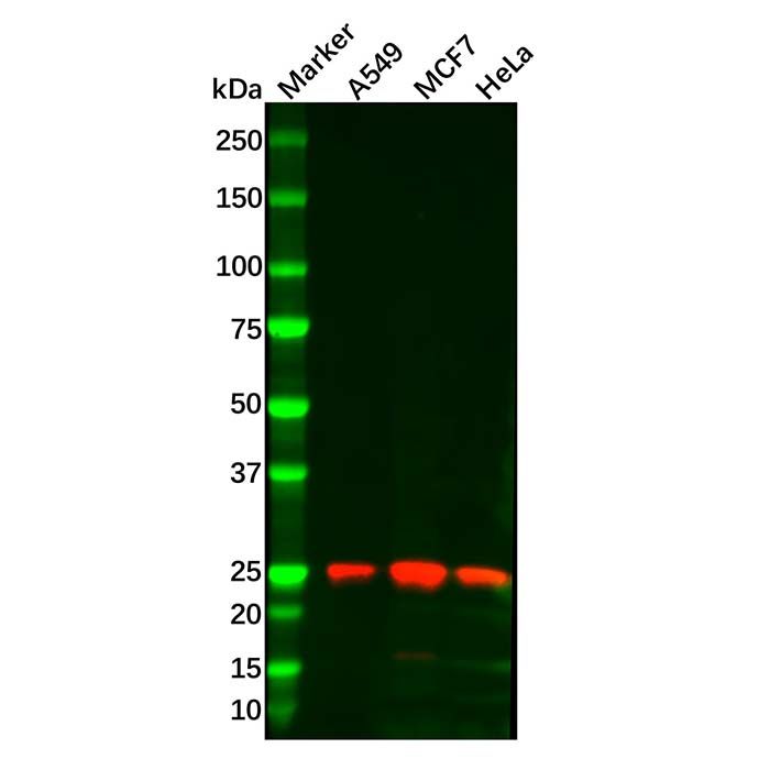Gankyrin Mouse mAb