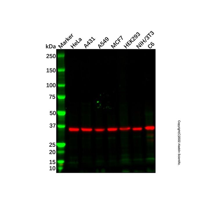 Recombinant GAPDH Antibody