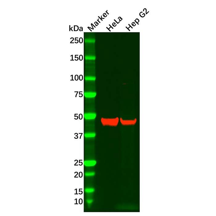 GNB5 Antibody