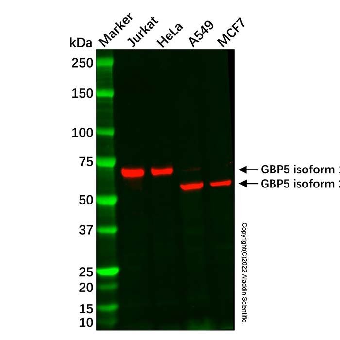 GBP5 Mouse mAb