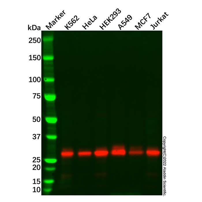 GC1q R Mouse mAb