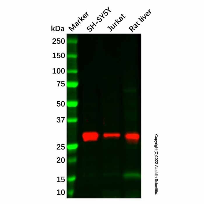 GCH1 Mouse mAb