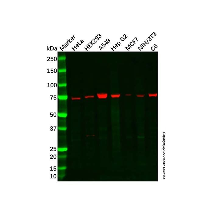 GCLC Antibody