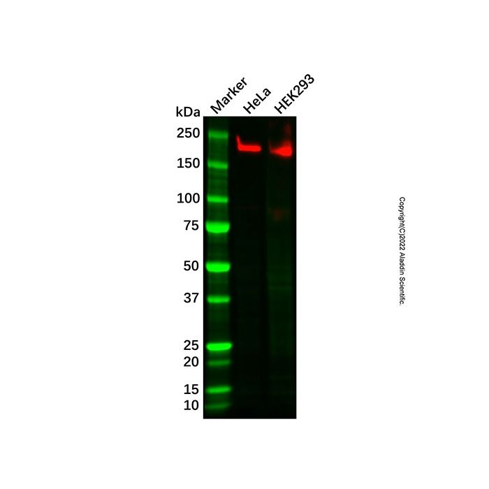 Recombinant GCN2 Antibody