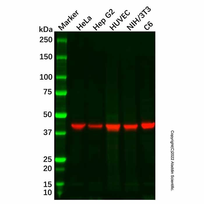 GCNT2 Antibody