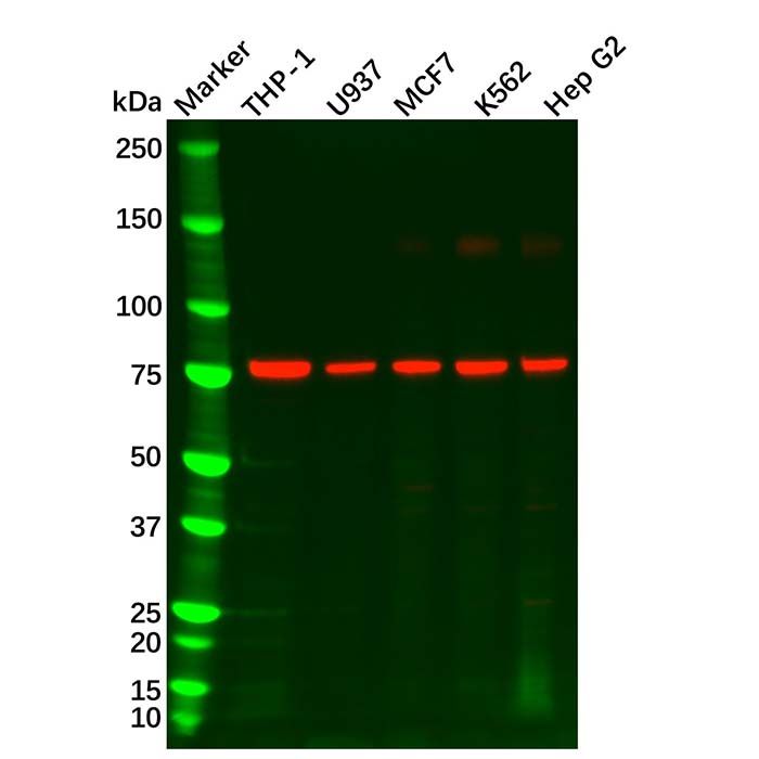 GCSF Receptor Antibody