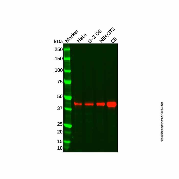 Recombinant GDF11 Antibody
