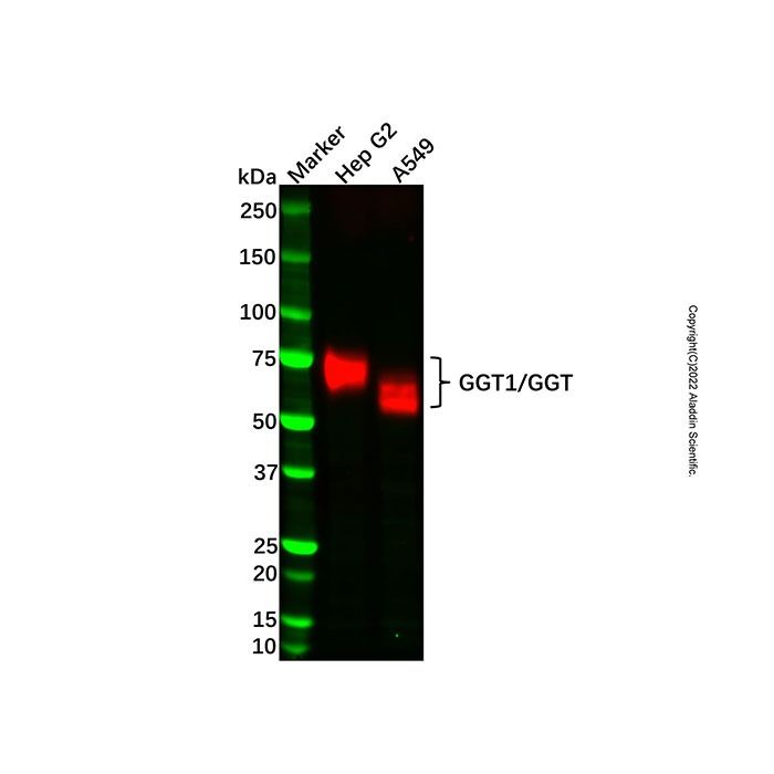 Recombinant GGT1/GGT Antibody