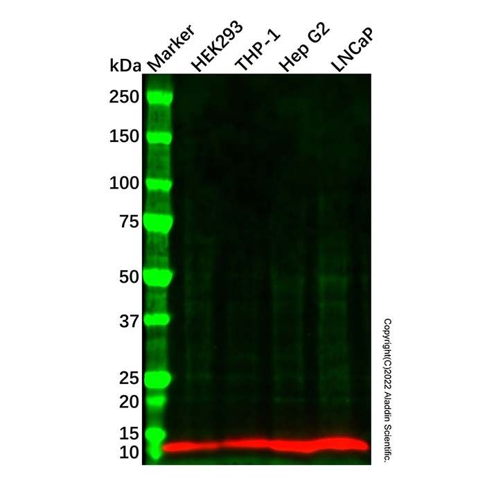 Ghrelin Antibody