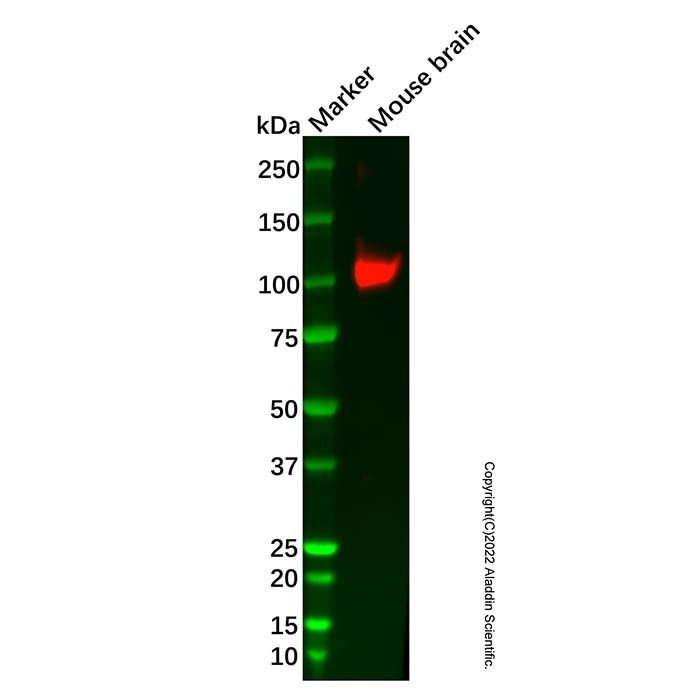 Recombinant Glutamate receptor 4 Antibody