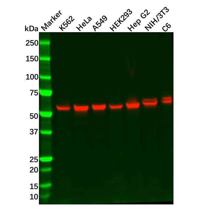 Recombinant Glutaminase Antibody