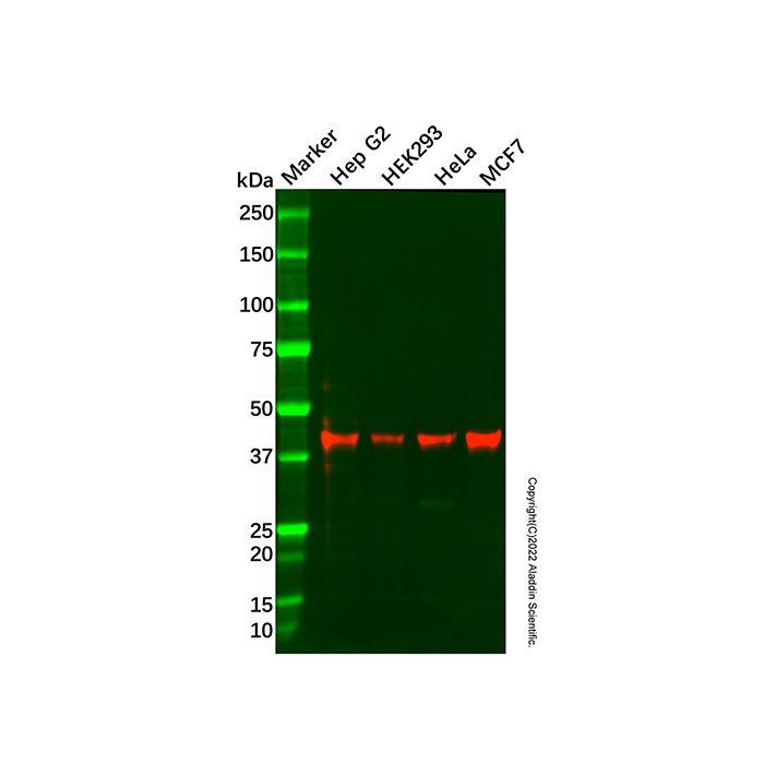 Recombinant Glutamine Synthetase Antibody