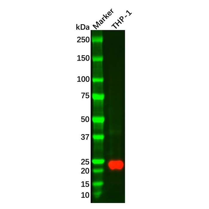 Recombinant Glutathione Peroxidase 1 Antibody
