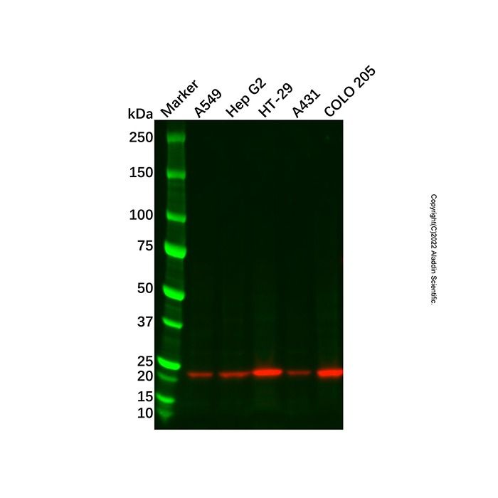 Recombinant Glutathione Peroxidase 2/GPX2 Antibody