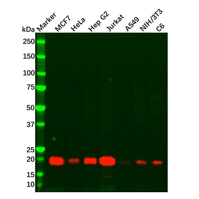 Recombinant Glutathione Peroxidase 4 Antibody