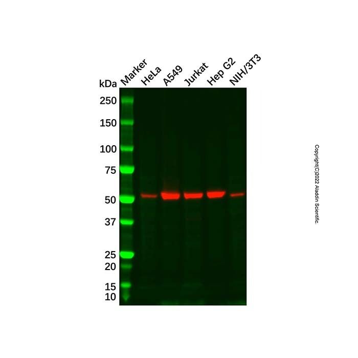 Recombinant Glutathione Reductase Antibody