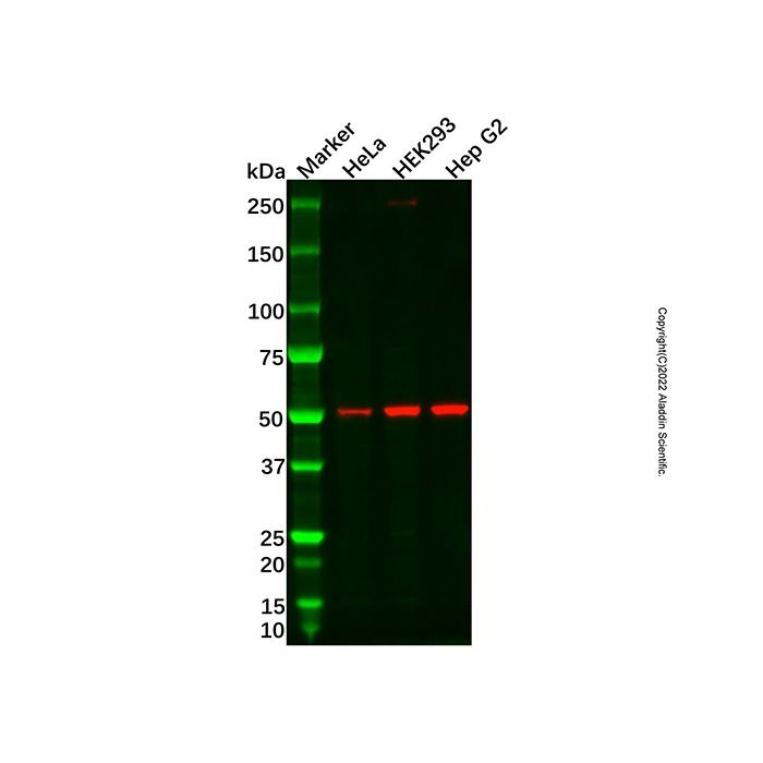 Recombinant Glutathione Synthetase Antibody