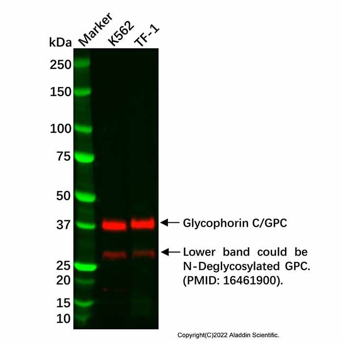 Recombinant Glycophorin C/GPC Antibody