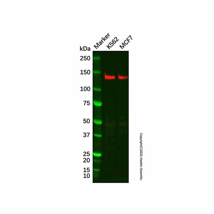 Recombinant GM130 Antibody