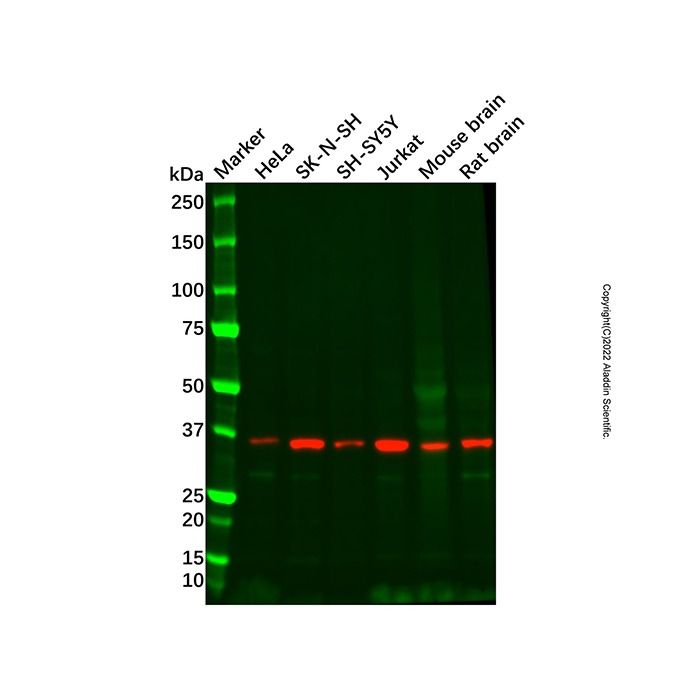 GNAO1 Antibody