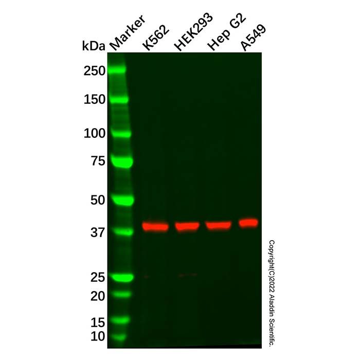 Recombinant GNAQ Antibody
