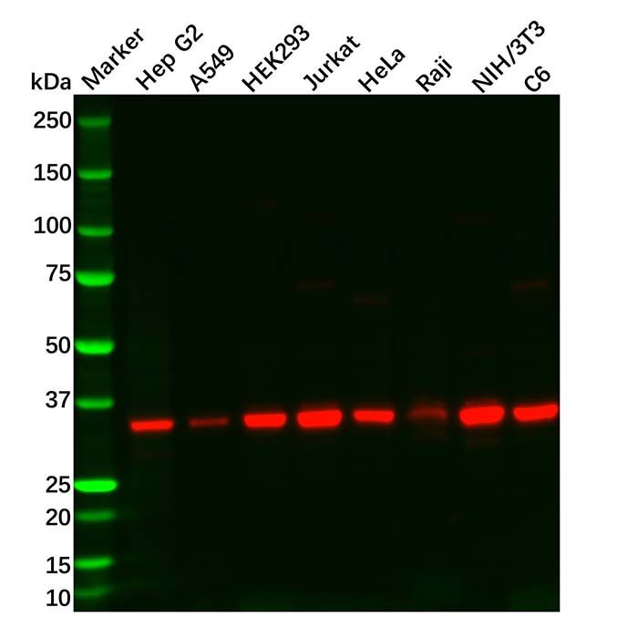 GNB1 Antibody