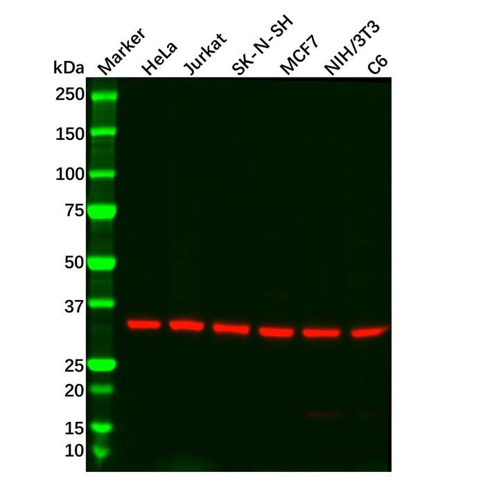 Recombinant GNB2 Antibody