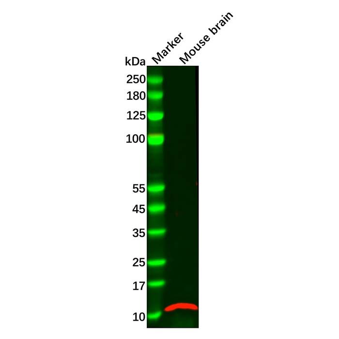 GNG2 Antibody