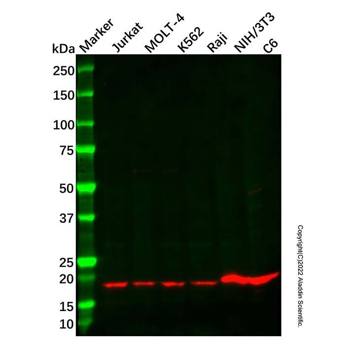 GNLY/Granulysin Antibody