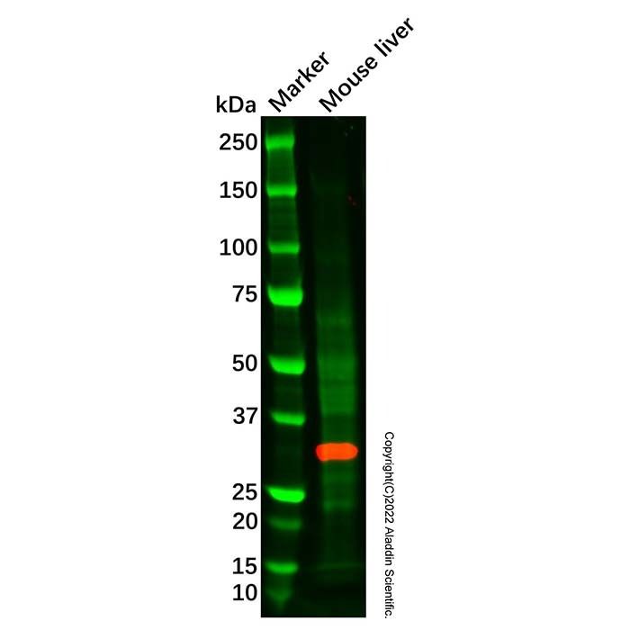 GNMT Mouse mAb