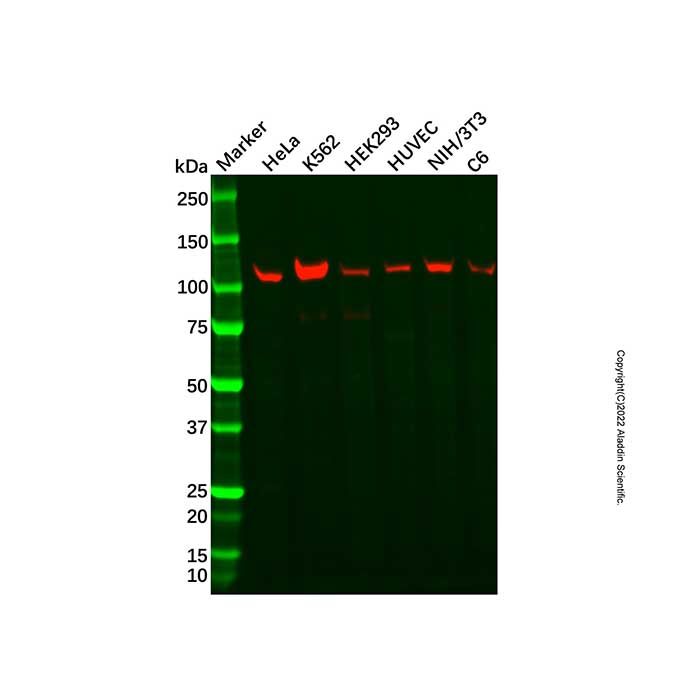 Recombinant GPCR/LGR6 Antibody