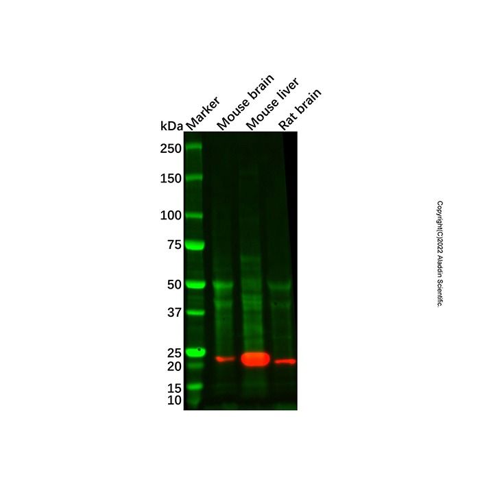 GPM6B Antibody
