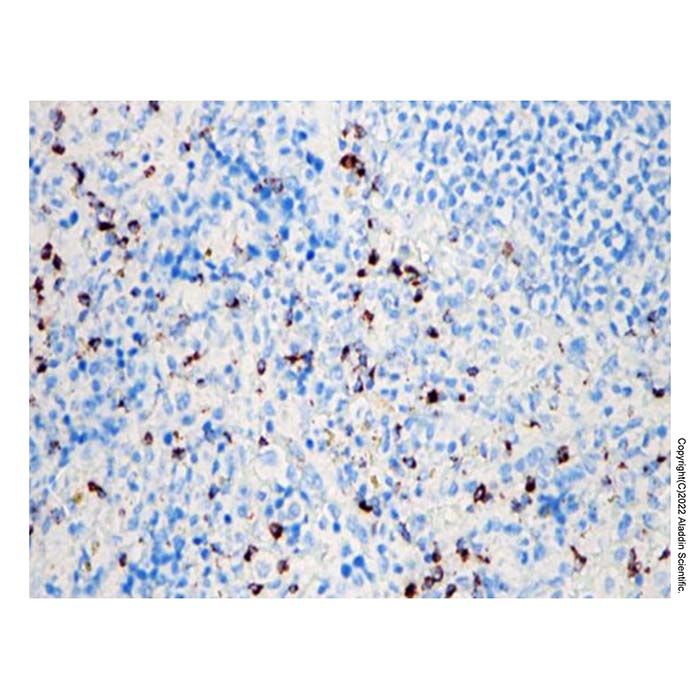 Recombinant Granzyme B Antibody