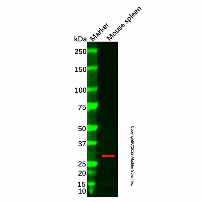 Granzyme M Antibody