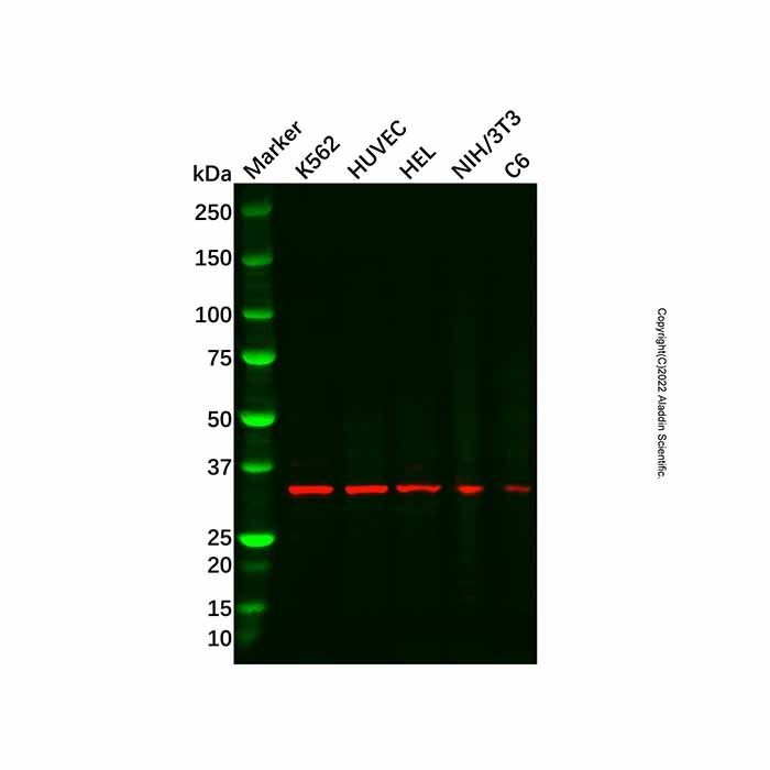 GRAP2 Antibody