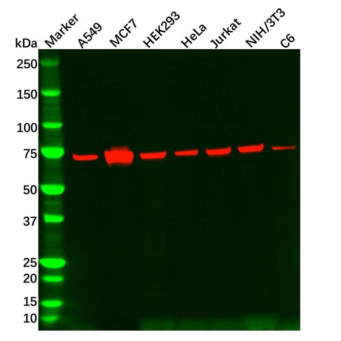 Grp75 Antibody