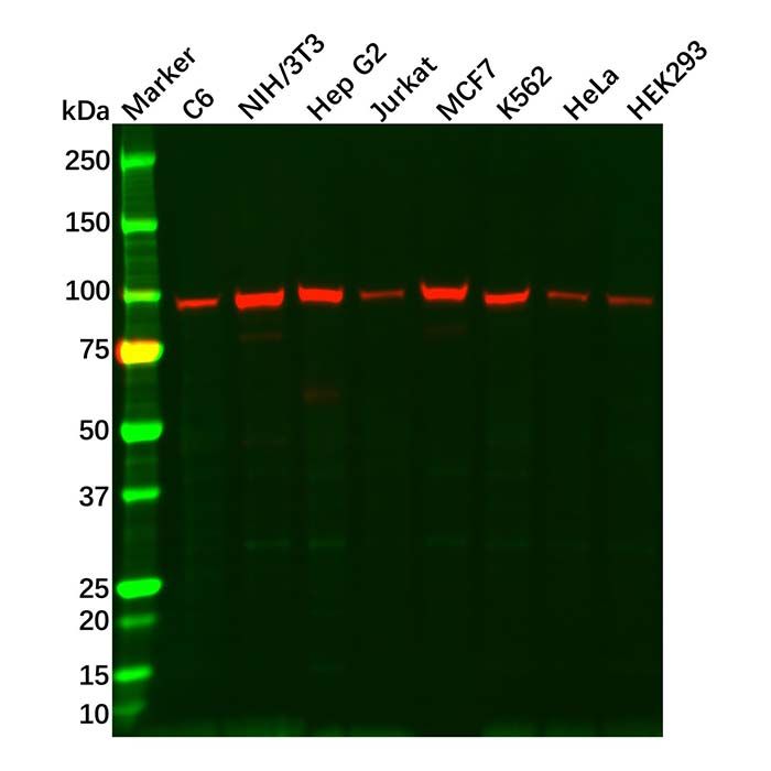 GRP94 Antibody