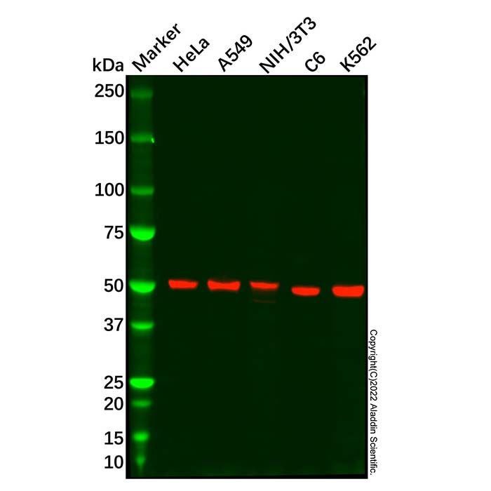 Recombinant GSK3 alpha Antibody