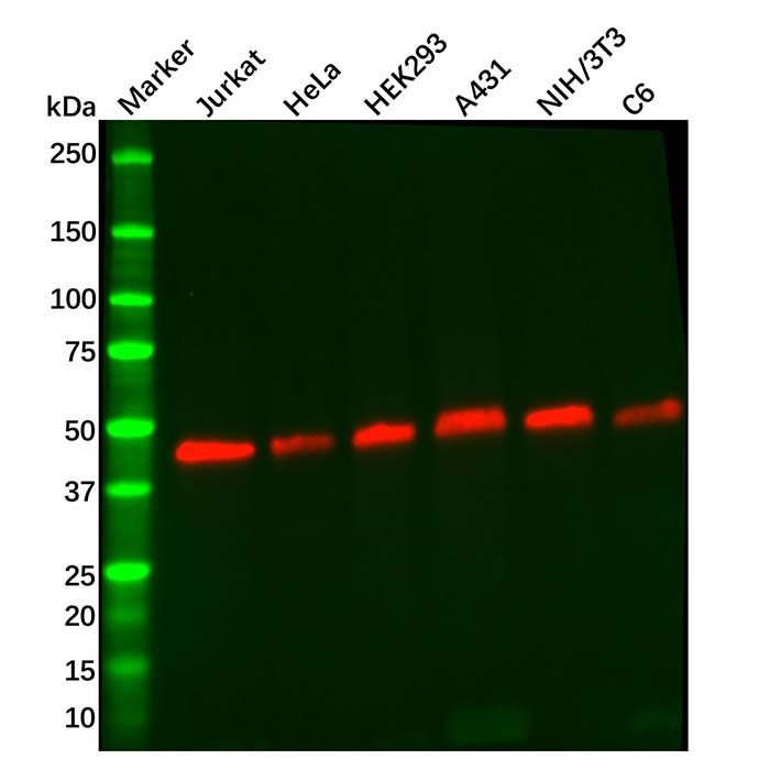 Recombinant GSK3 beta Antibody