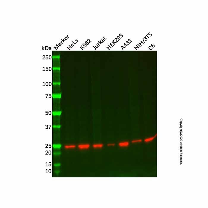 Recombinant GST3/GST pi Antibody