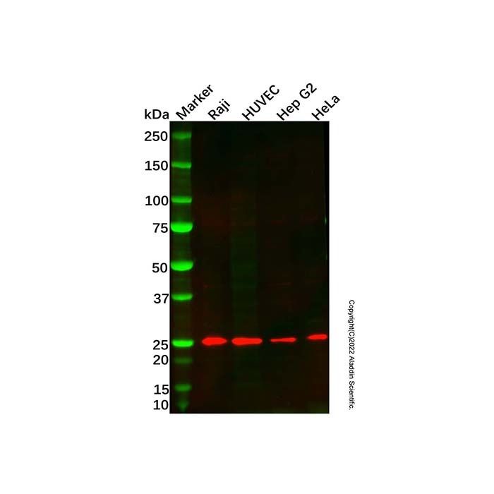 Recombinant GSTK1 Antibody