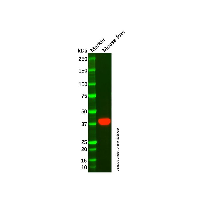 Haptoglobin Mouse mAb