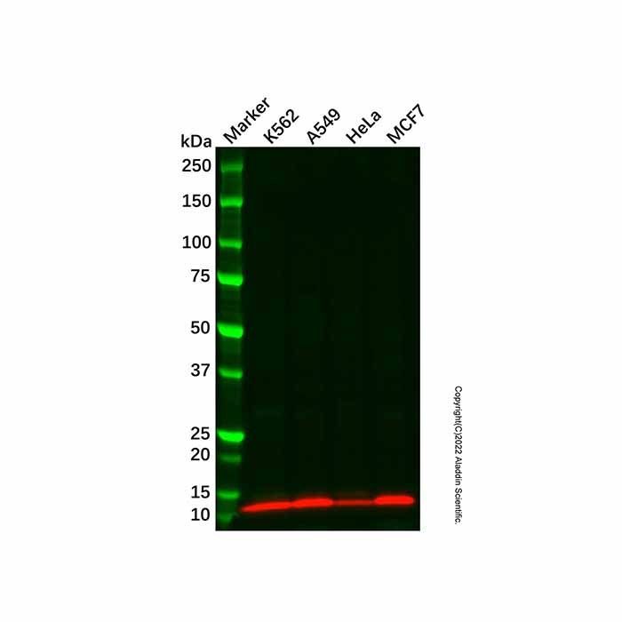 HBXIP Antibody